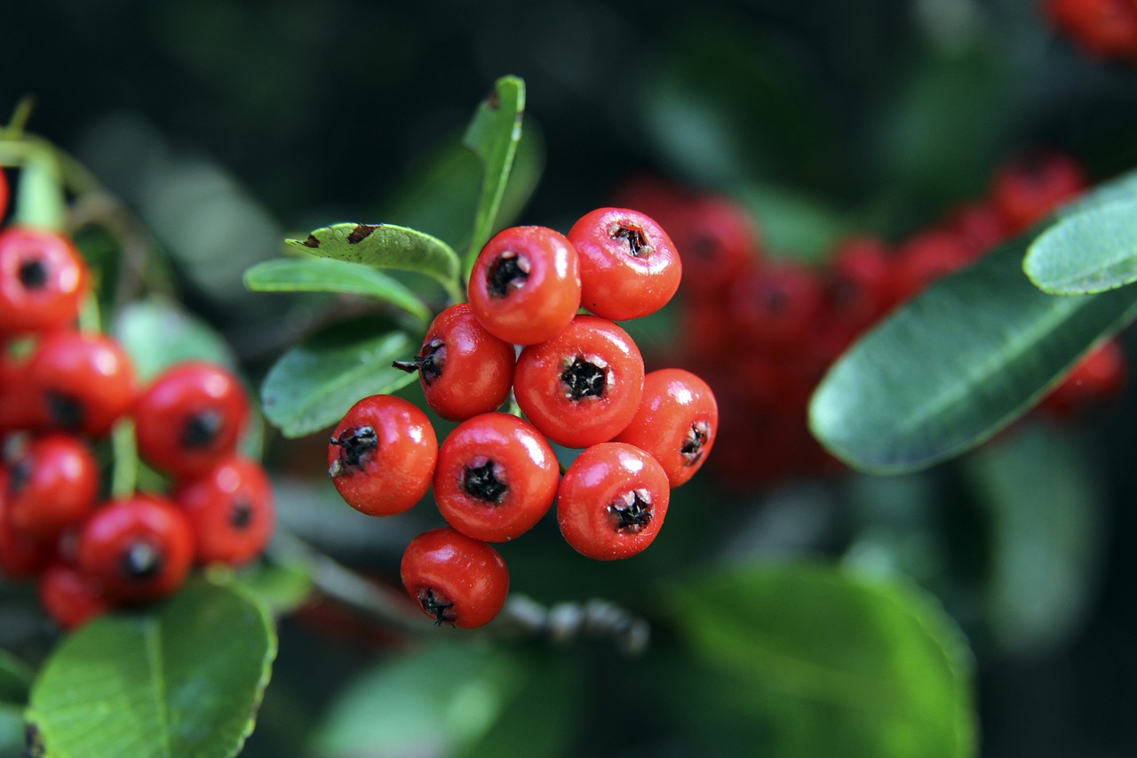 中国羽毛球 中国羽毛球